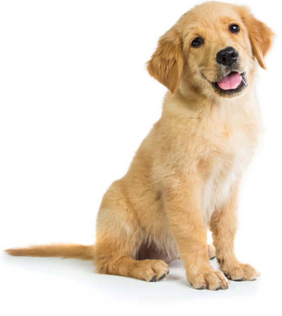 Golden Retriever Welpe